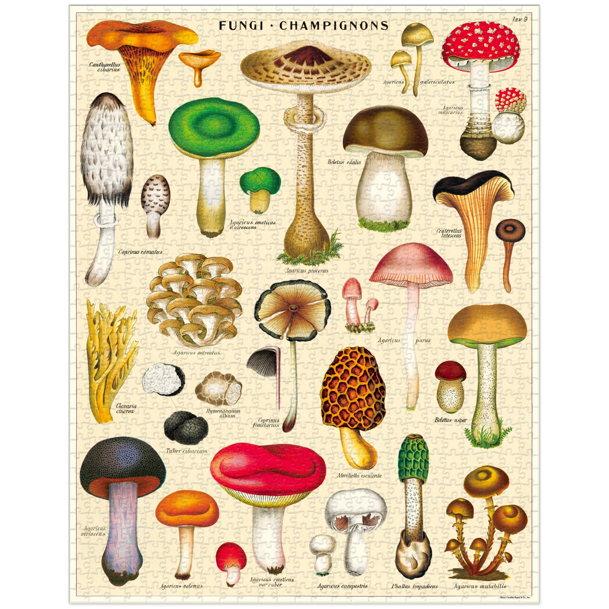 1,000Piece Puzzle "Mushrooms" &VerticalLine; DeSerres