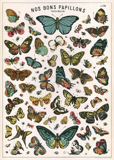 Butterfly Chart Poster - 20x28in