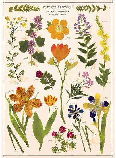 Affiche  20x28po  fleurs séchées