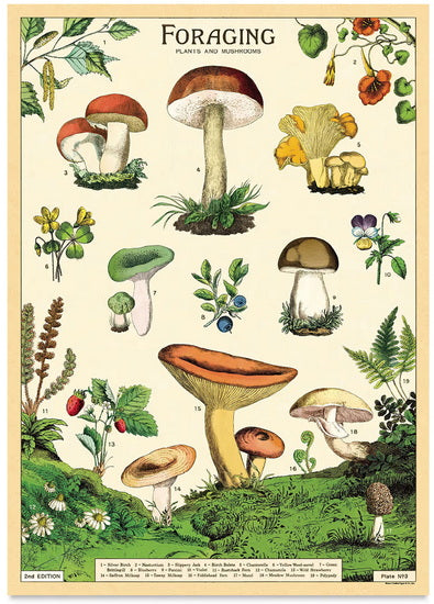 Affiche  20x28po  champignons