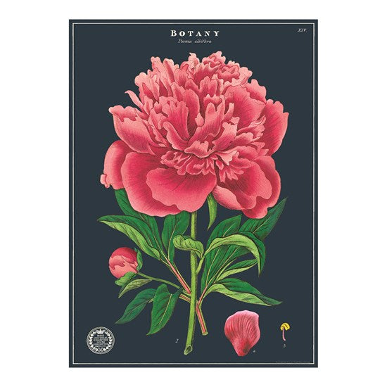 Vintage Poster 20X28" Botany Study