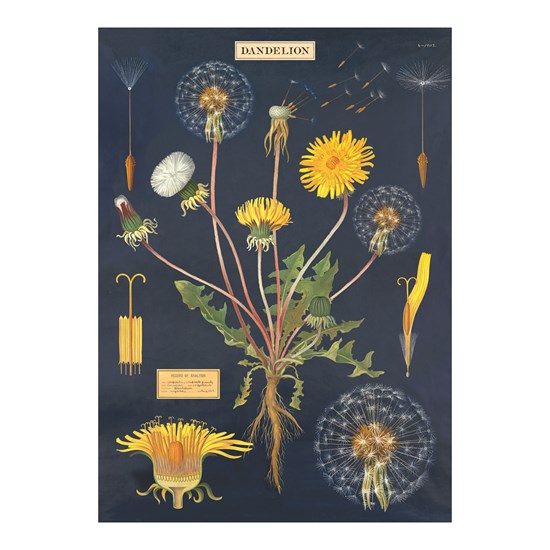 Dandelions Poster - 20x28in
