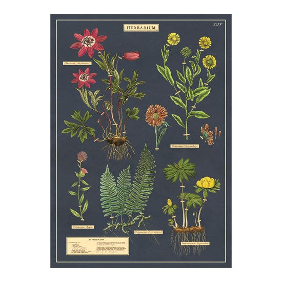 Herbarium Poster - 20x28in