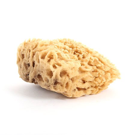 Sea Sponge X-Large