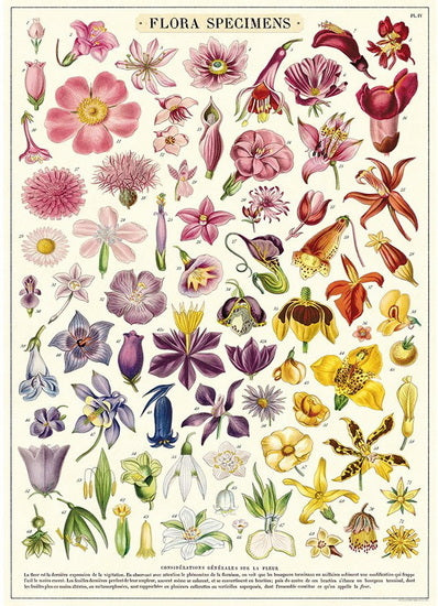 Affiche flora specimens - 20x28po
