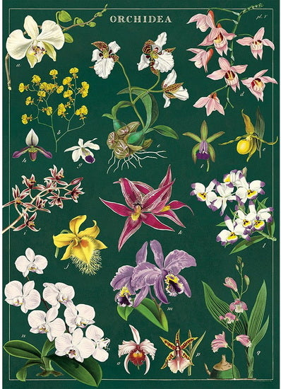 Affiche orchidées - 20x28po