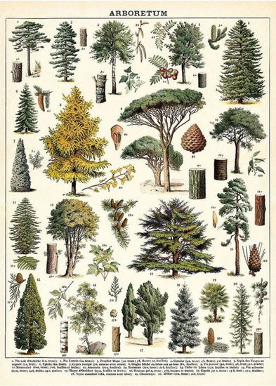 Affiche arboretum - 20x28po
