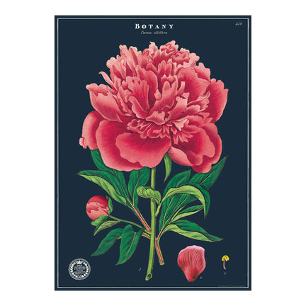 Decorative Wrap - Botany Study