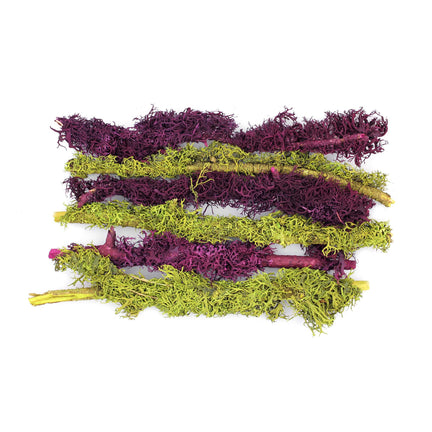 Branched Parmelia Moss - Assorted